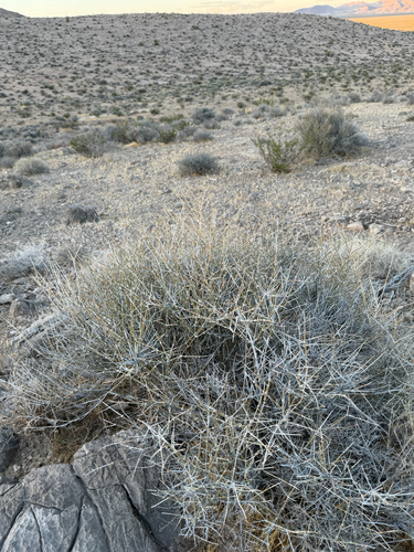 Ephedra nevadensis, photograph 6