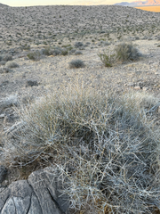Ephedra nevadensis, photograph (c) CK2AZ, some rights reserved (CC BY)