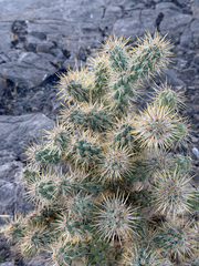 (c) CK2AZ, some rights reserved (CC BY) Cylindropuntia echinocarpa, photograph (c) CK2AZ, some rights reserved (CC BY)