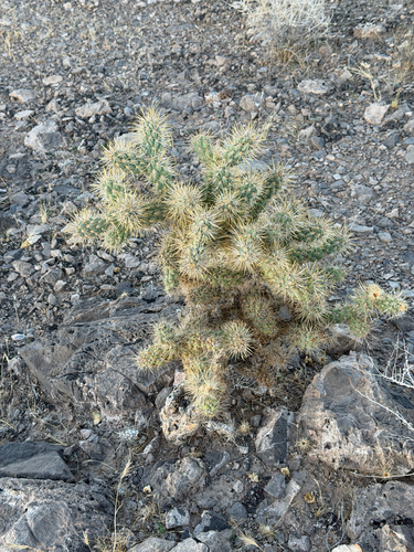 Cylindropuntia echinocarpa, photograph 3