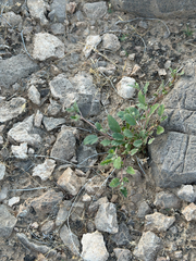 Allionia incarnata, photograph (c) CK2AZ, some rights reserved (CC BY)