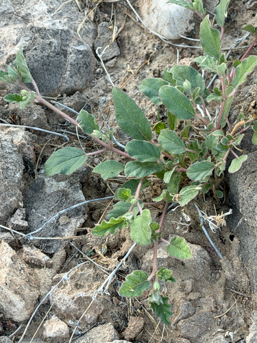 Allionia incarnata, photograph 4