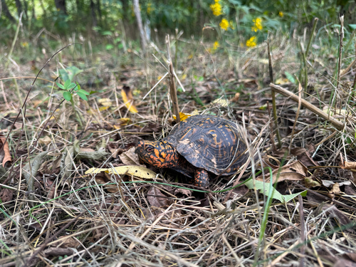 Common Box Turtle