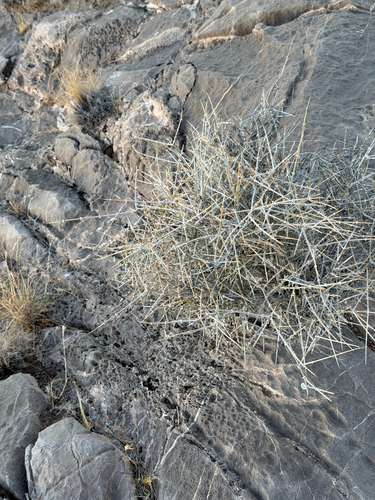 Ephedra nevadensis, photograph 4