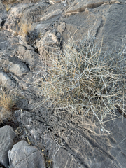 Ephedra nevadensis, photograph (c) CK2AZ, some rights reserved (CC BY)