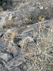 Ephedra nevadensis, photograph (c) CK2AZ, some rights reserved (CC BY)