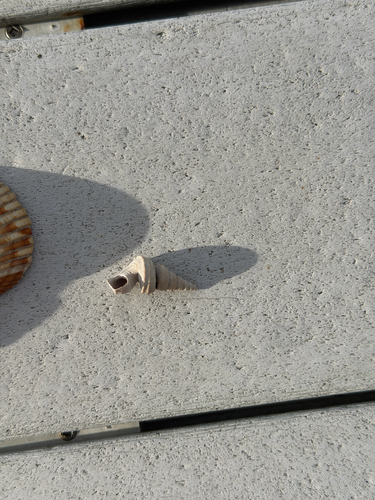 Vermicularia fargoi, 2026-09-07