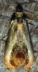 Olethreutes hamameliana