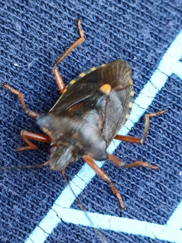 Forest Bug