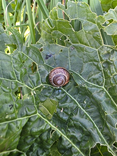 Copse Snail