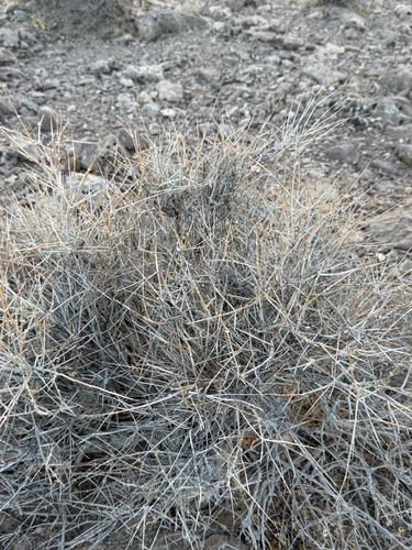 Ephedra nevadensis, photograph 2