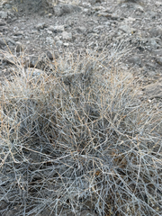 Ephedra nevadensis, photograph (c) CK2AZ, some rights reserved (CC BY)