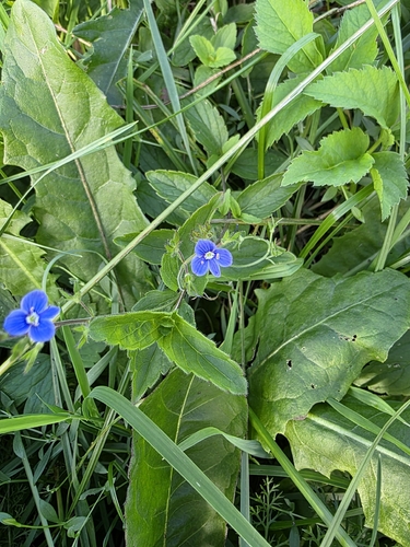 Germander Speedwell