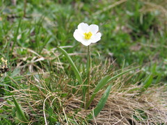 Ranunculus kuepferi