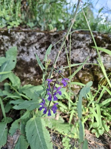 Meadow Sage