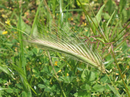 Hordeum murinum, photograph 5