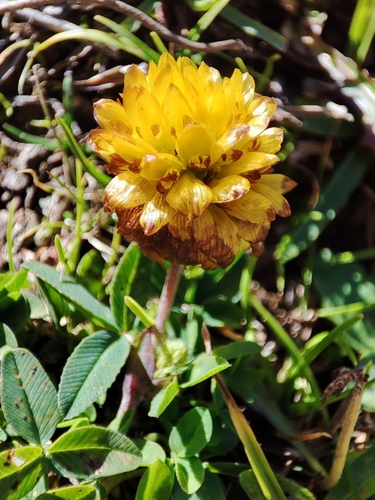 Brown Clover
