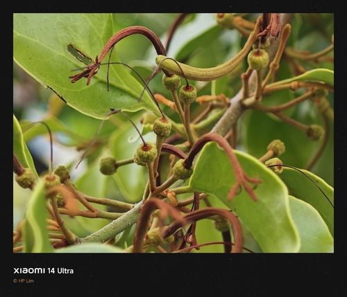 Taxillus chinensis observed 2026-09-19