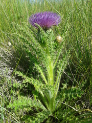 Cirsium drummondii