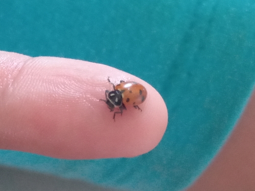 Convergent Lady Beetle
