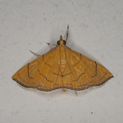 Hyalobathra