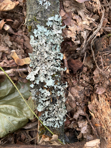 Netted shield lichen