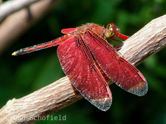 Neurothemis manadensis