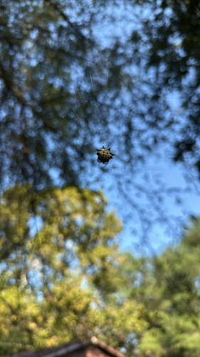 Spinybacked Orbweaver