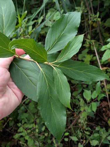 Cornus obliqua