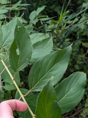 Cornus obliqua, photograph (c) Michael, Antoni and Nihat Hinczewski, some rights reserved (CC BY)