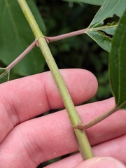 Cornus obliqua, photograph (c) Michael, Antoni and Nihat Hinczewski, some rights reserved (CC BY)
