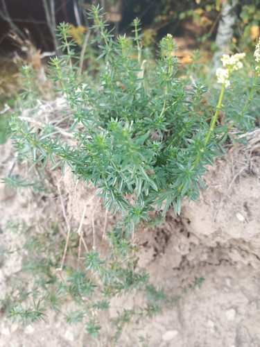 Hedge Bedstraw