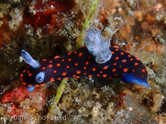 Nembrotha