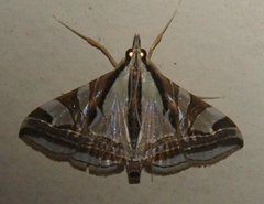 Agrioglypta itysalis