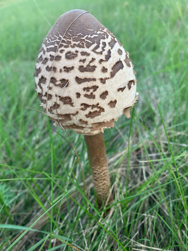 Parasol
