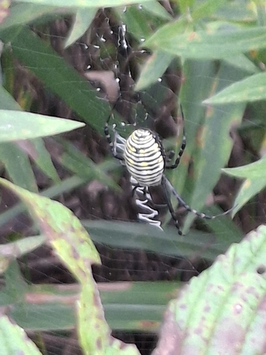 Banded Garden Spider