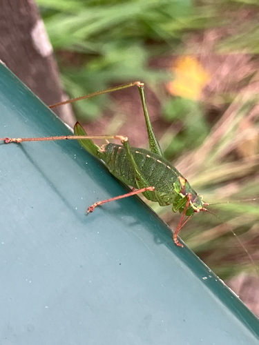 Speckled Bush-cricket