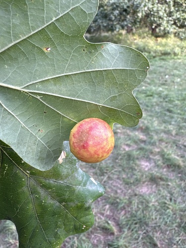 Cherry Gall Wasp