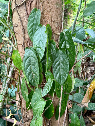 Ficus sagittata observed 2026-09-19
