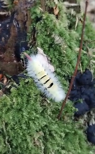 Pale Tussock Moth