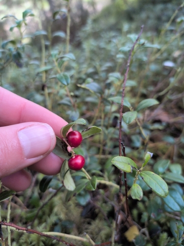 Lingonberry