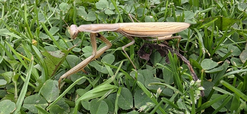 European Mantis