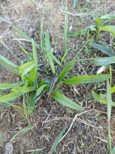Eastern Grey Bush-cricket