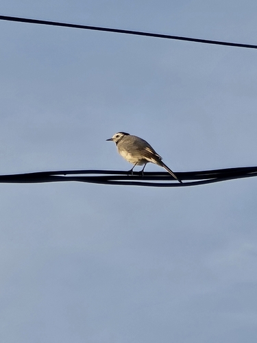White Wagtail