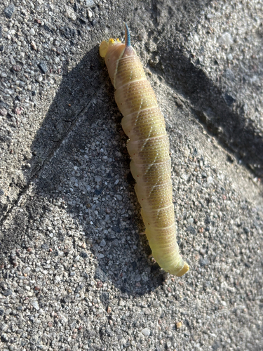 Lime Hawkmoth