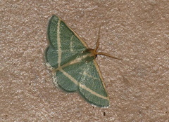 Mixocera latilineata