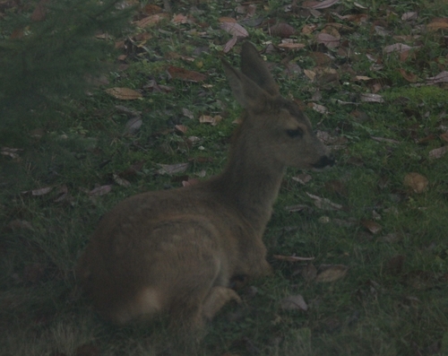 Western Roe Deer