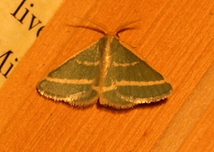 Mixocera latilineata