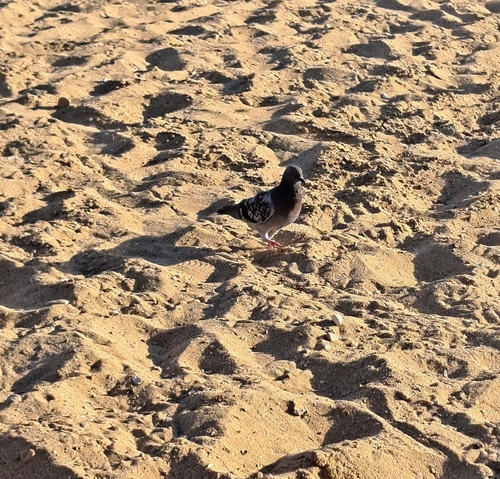 Feral Pigeon