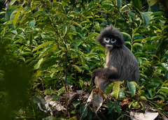 Trachypithecus phayrei